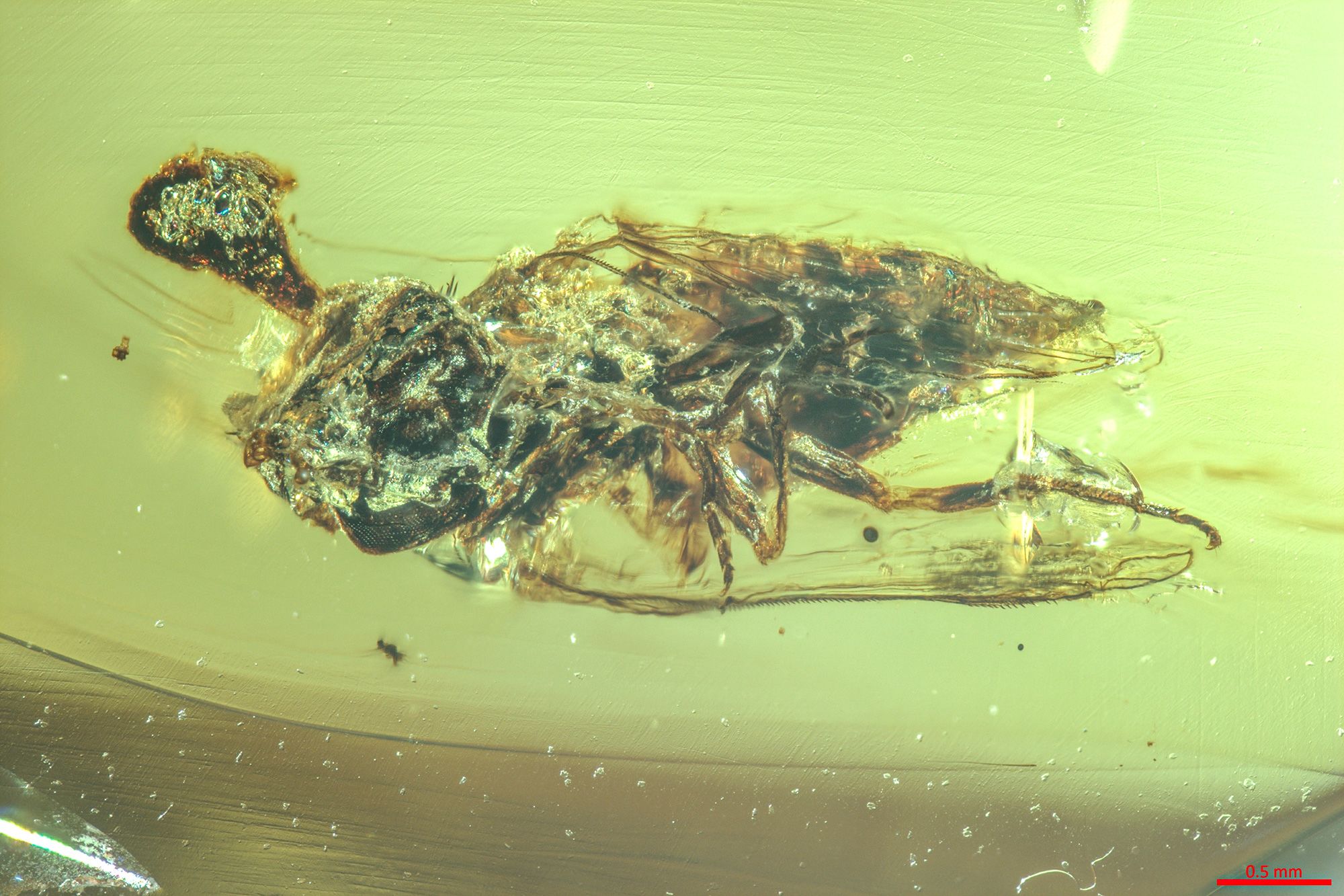 Fungus can be seen growing out of the head of a fly encased in 99 million-year-old amber.