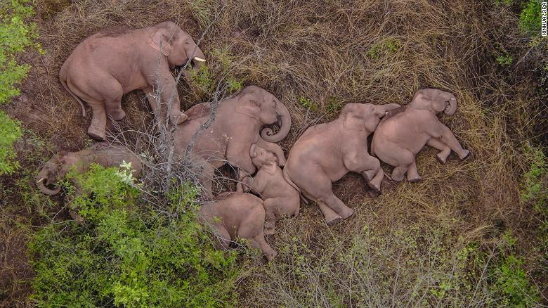 The herd began its journey in the southwestern province of Yunnan.