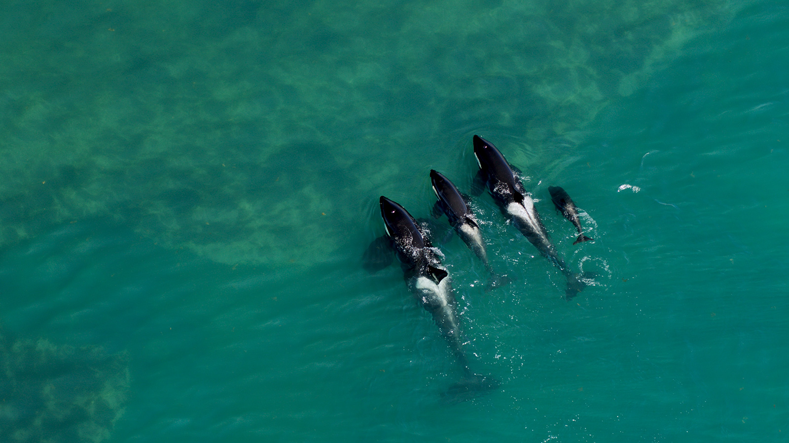 Orcas (Source: Santiago Sainz-Trápaga/Kevin Zaouali)