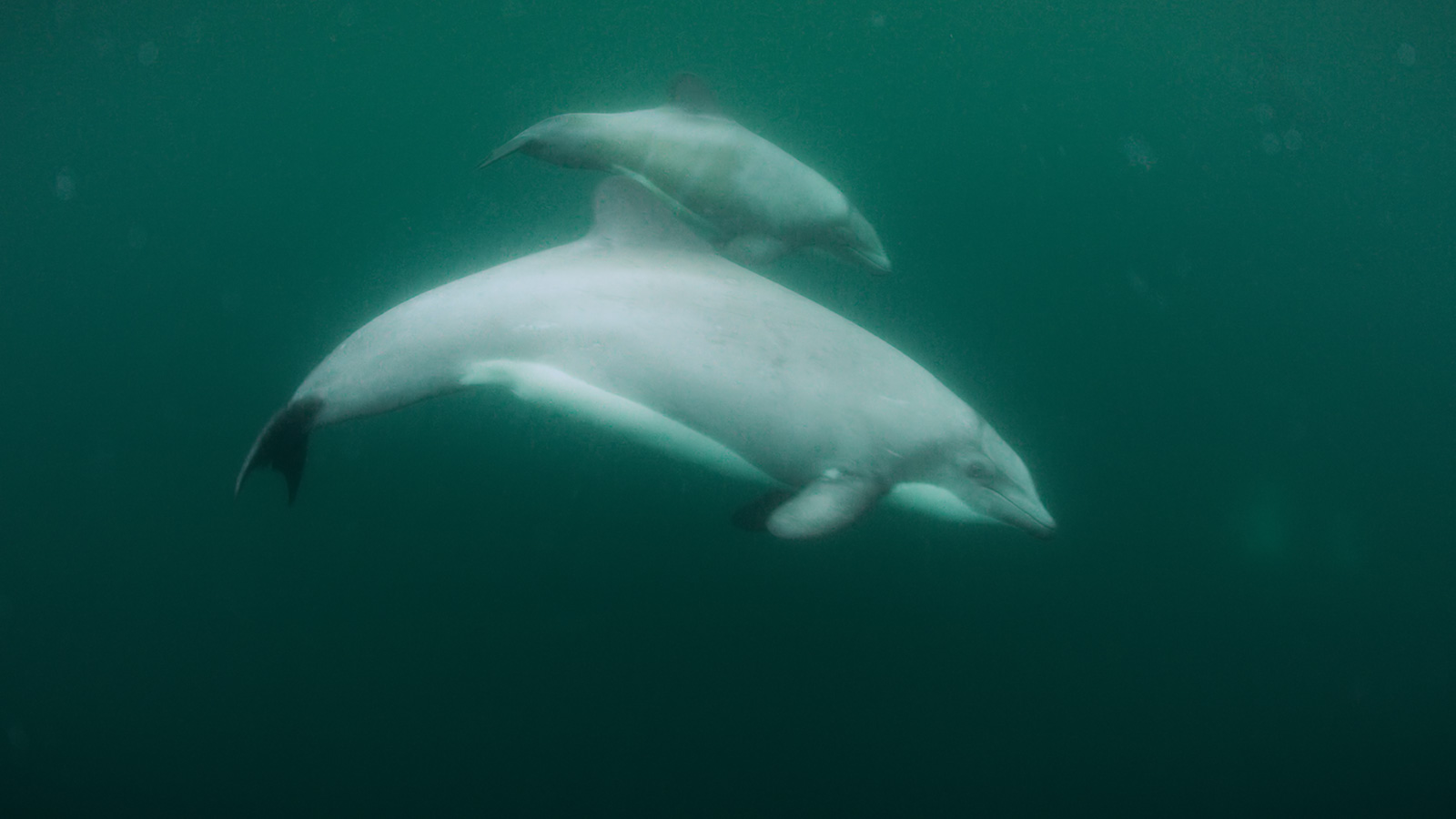 Chilean Dolphins (Source: Mauricio Handler)