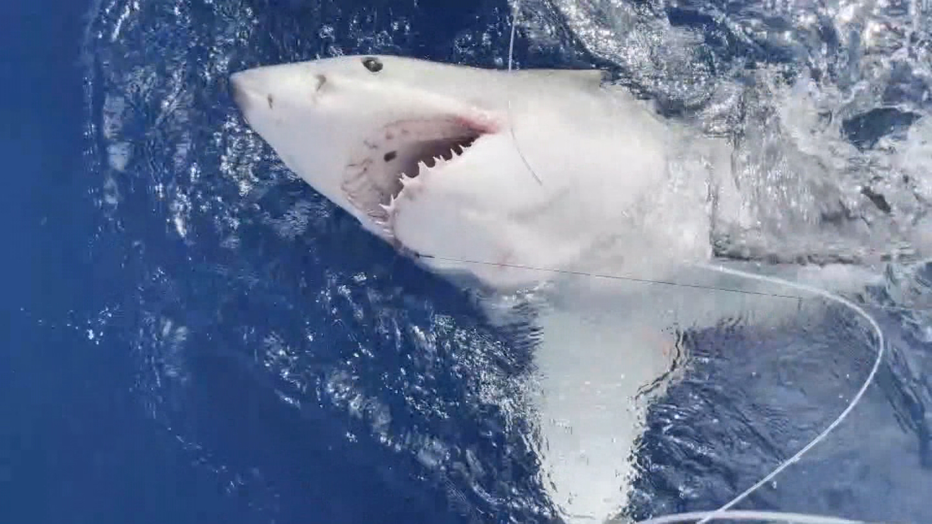 Great white shark