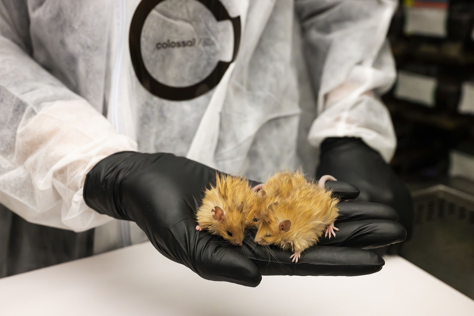 The genetically engineered woolly mice, with hair three times as long as that of typical lab mice, are seen in a lab setting.