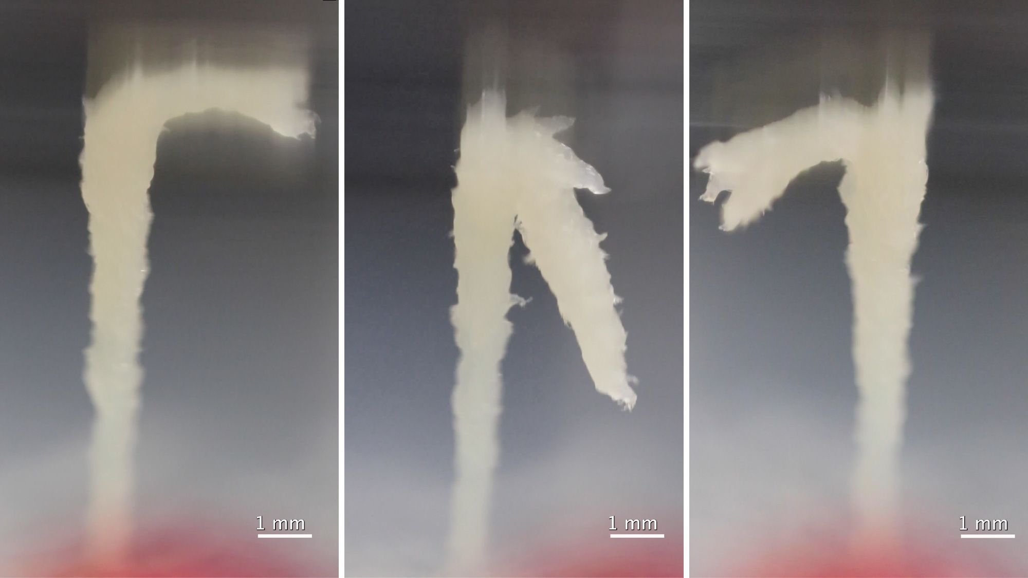 A 10-millimeter (0.4-inch) nematode tower twists and folds as the mass of worms reaches for the lid of its petri dish. 