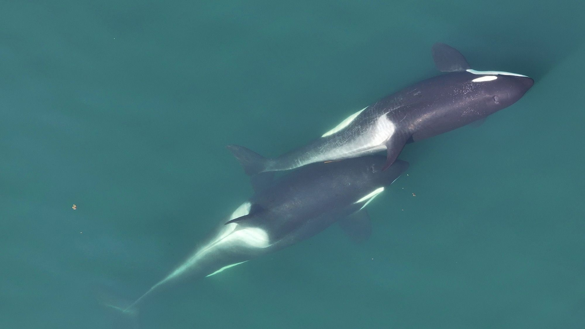 A small length of kelp is visible between two orcas that are 
