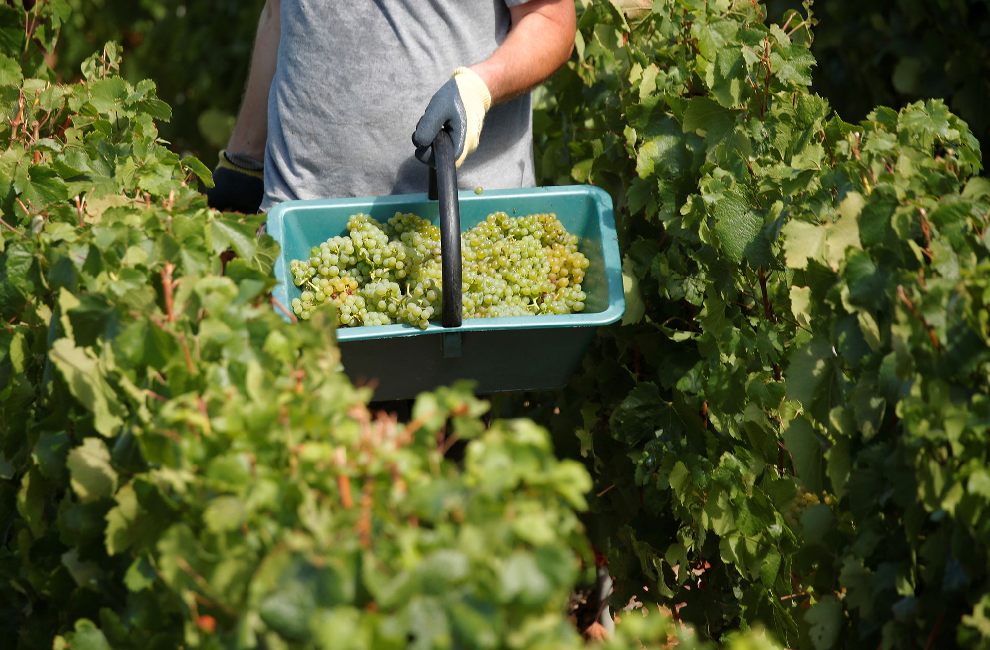 Grape harvest