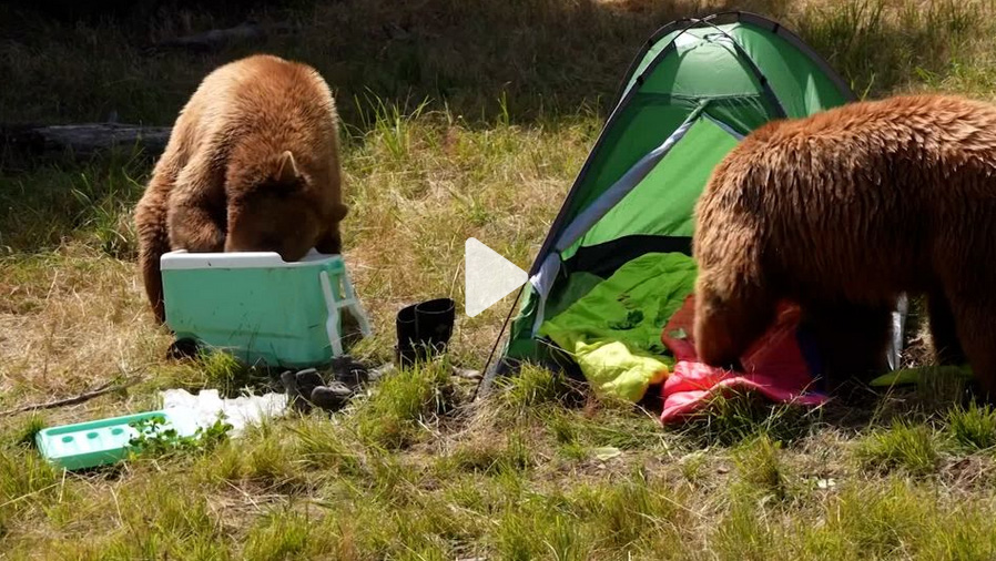 Bears invade campsite