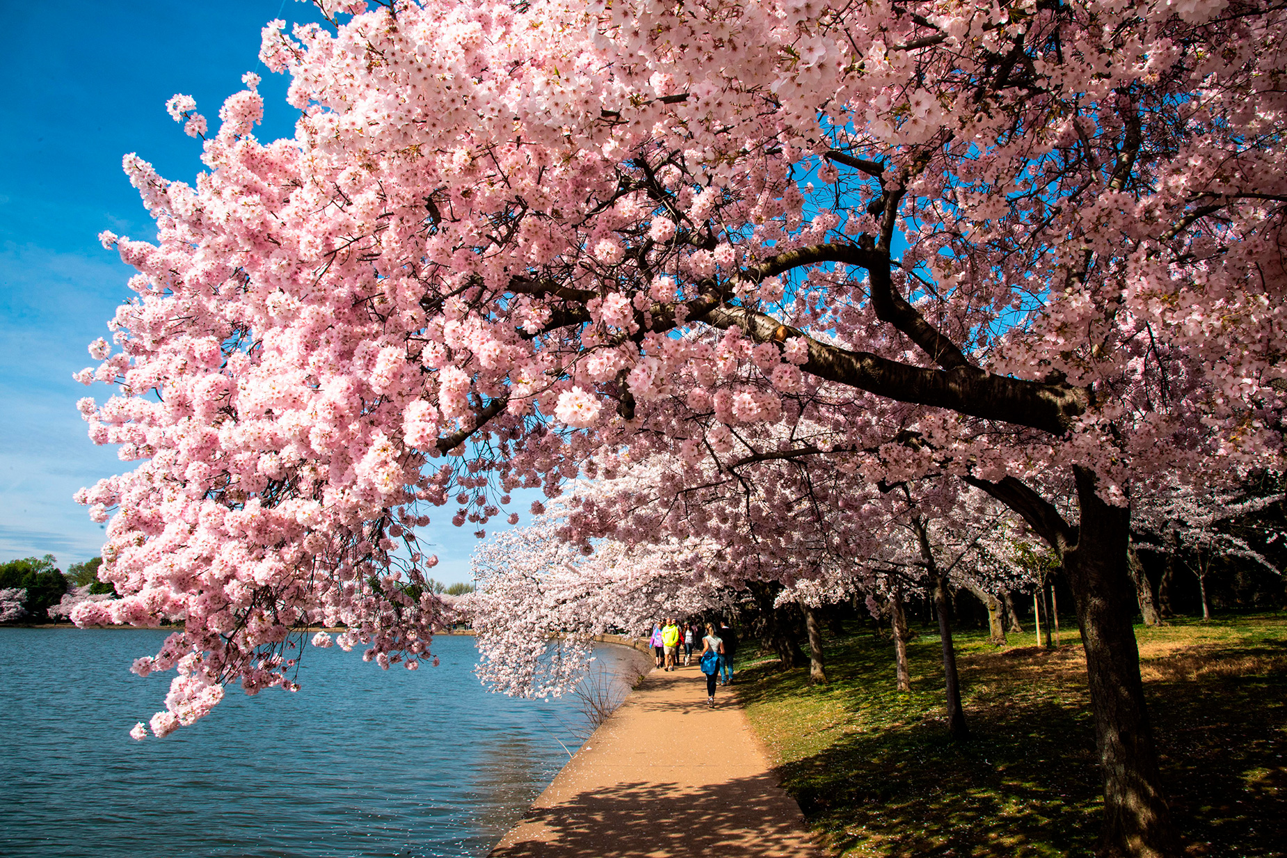 Cherry blossoms in Washington, D.C.