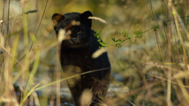  A rare melanistic – or black – kodkod. 