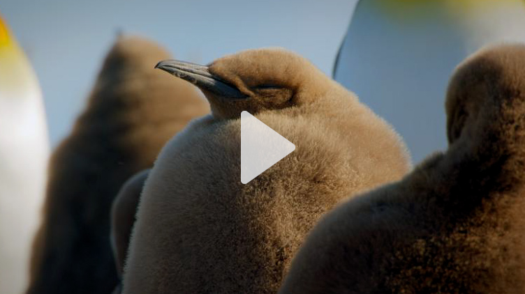 A King penguin chick huddles with its colony.