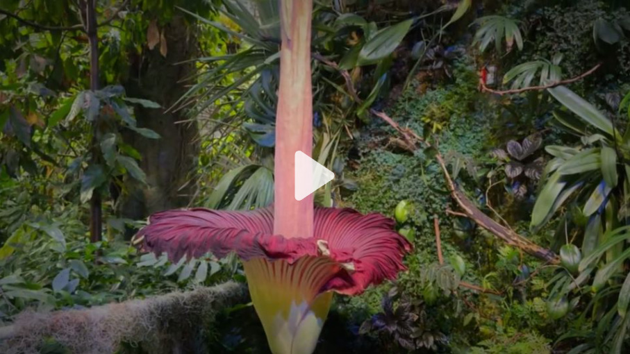 Corpse flower