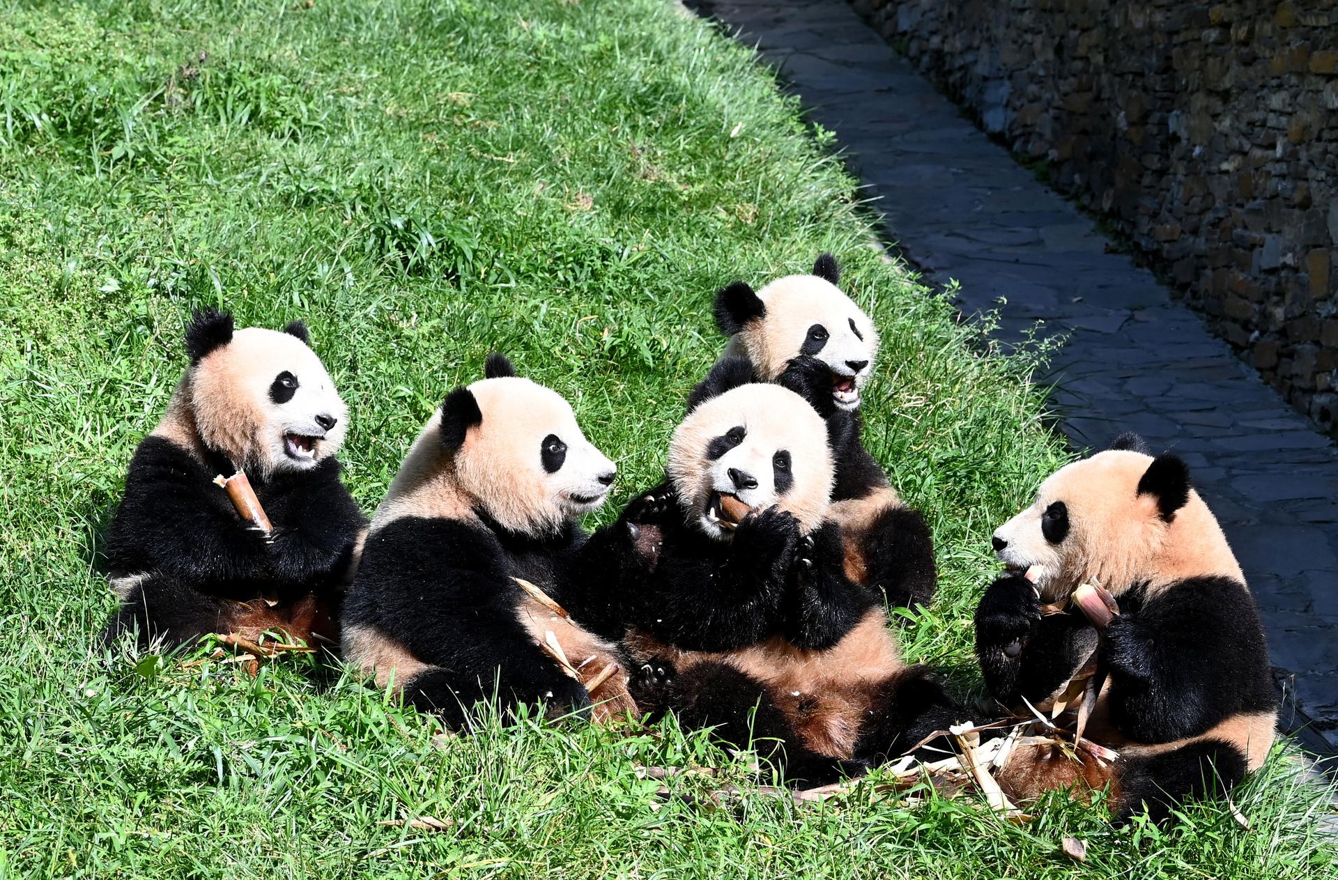 Giant pandas at the Shenshuping Base of China Conservation and Research Center for Giant Panda on September 3 in Sichuan, China.