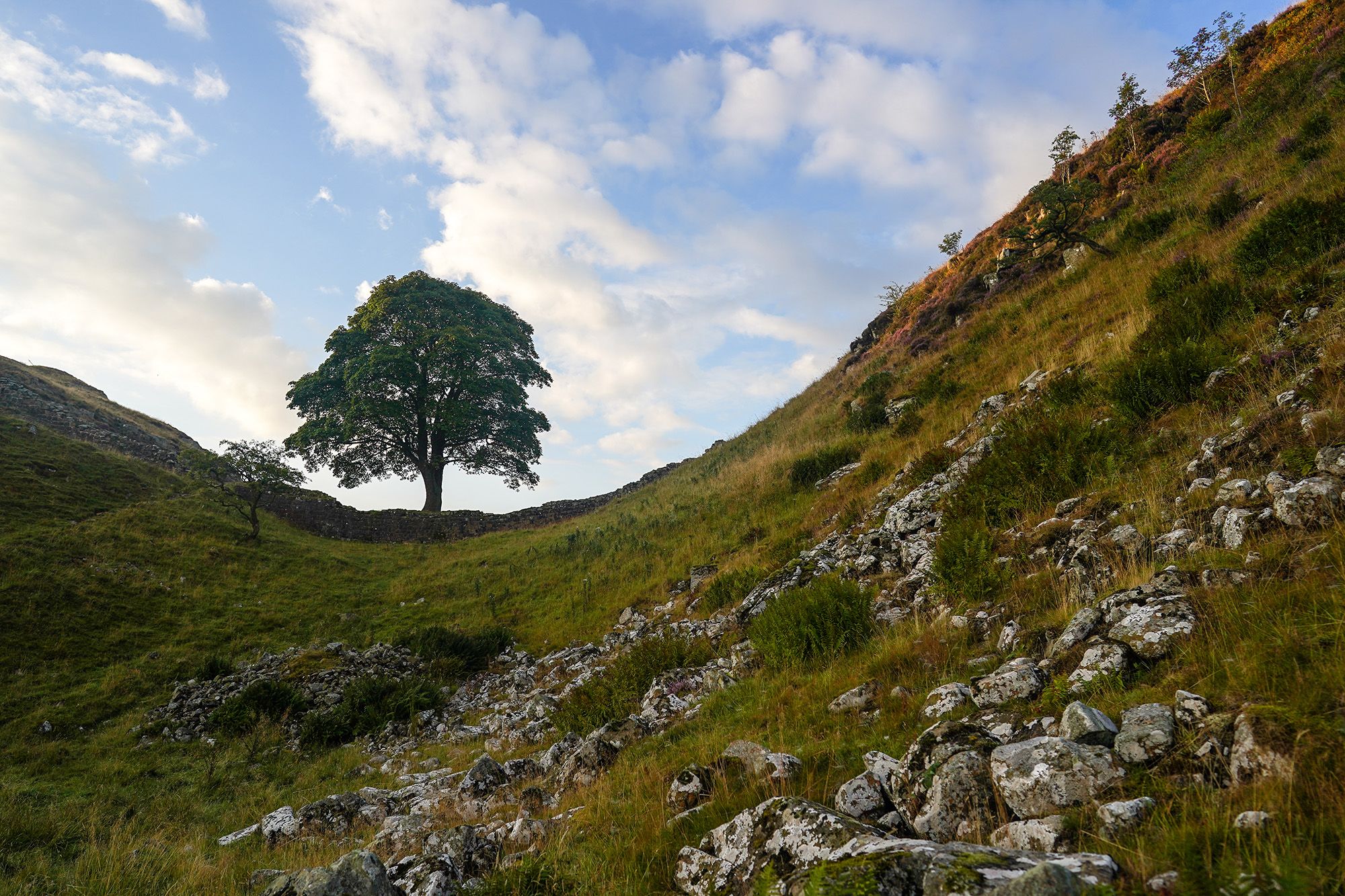 Photo of the Sycamore Gap tree on Hadrian's Wall