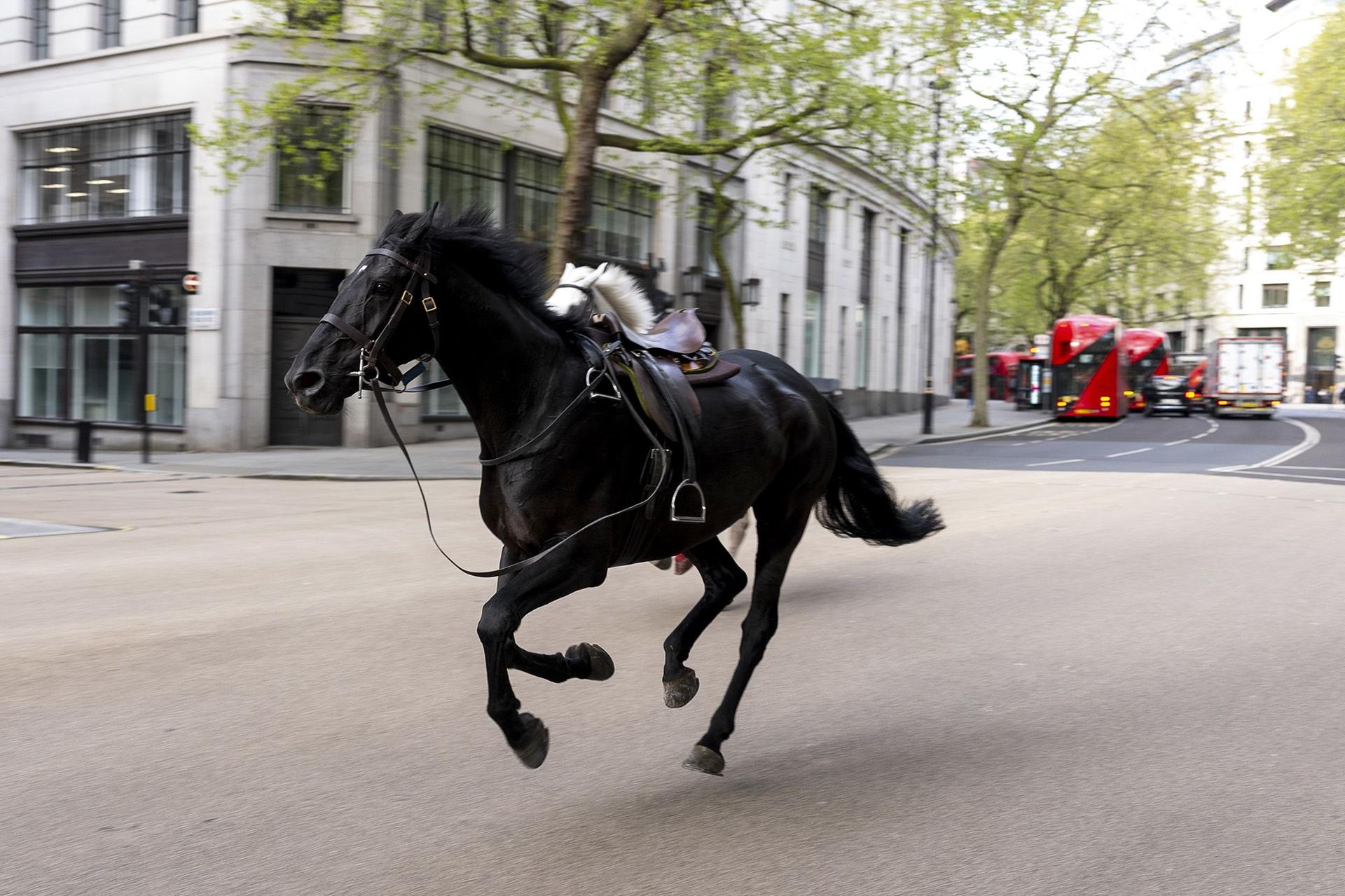Photo of two horses running through central London