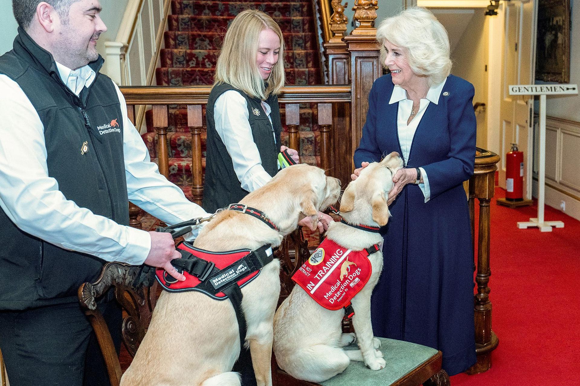 Queen Camilla pets a dog at Clarence House in London