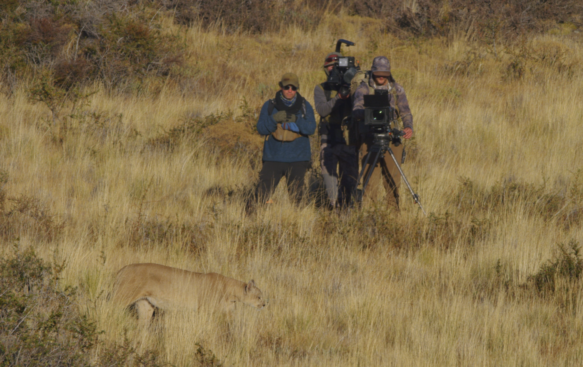 (From left) Producer and director René Araneda, Elijah Harris and Axel Peterson film a puma on the move in Chile's Torres del Paine National Park.