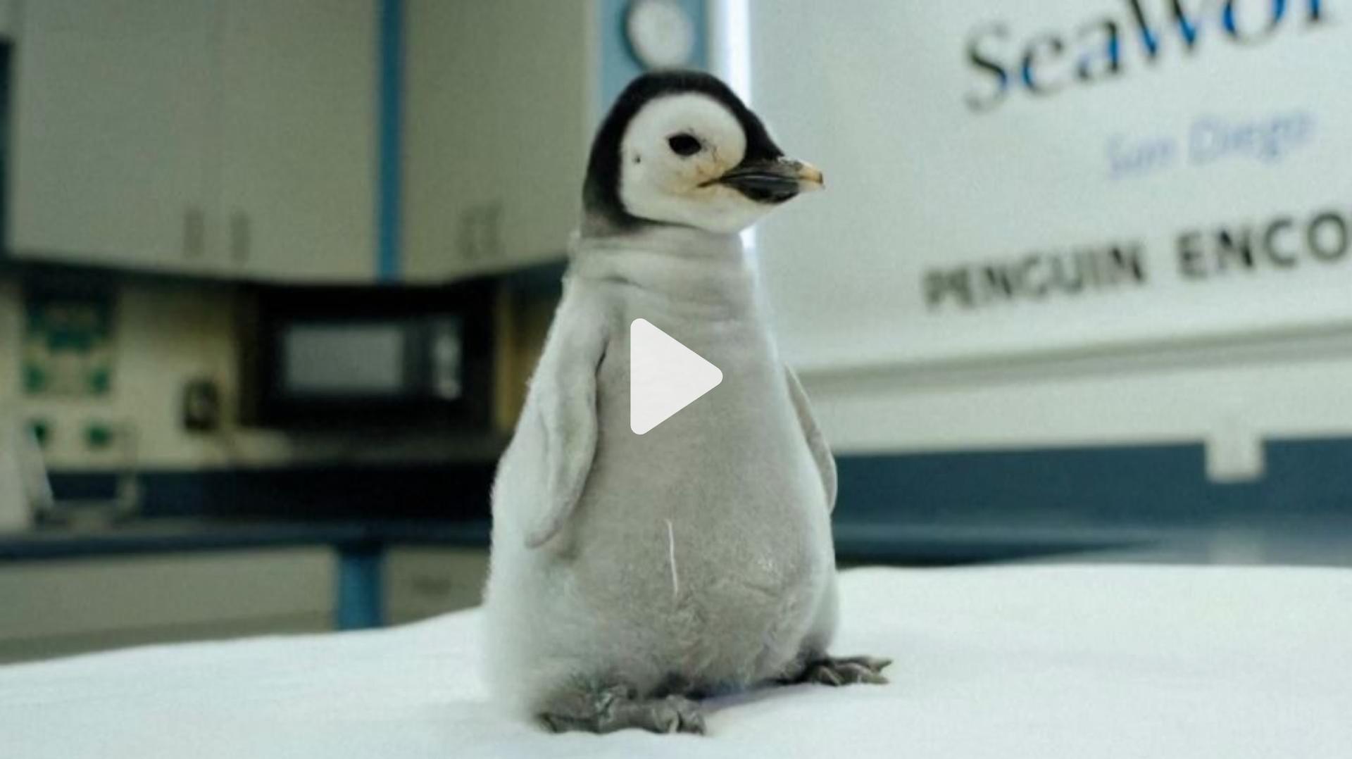Emperor penguin video
