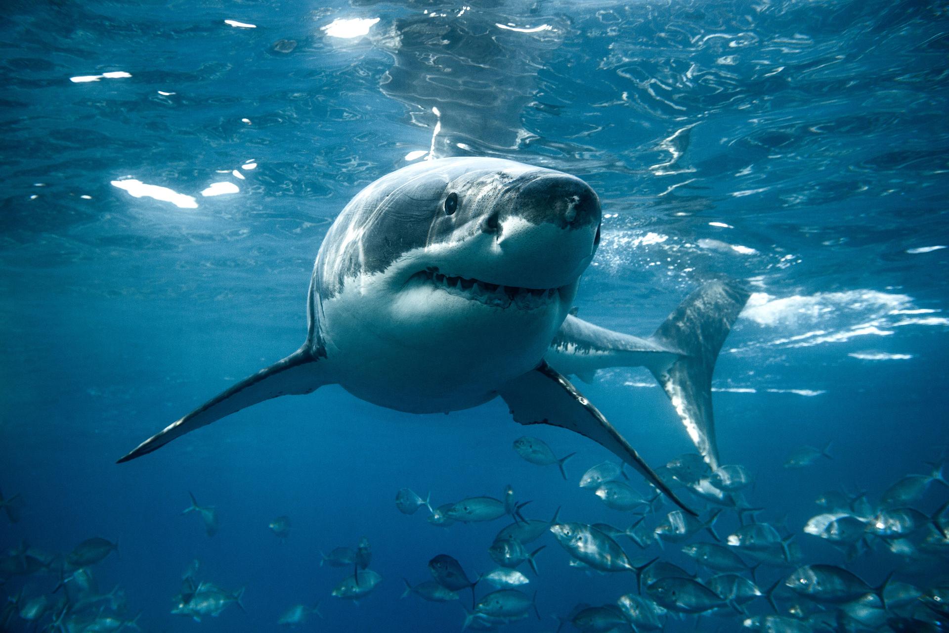 Great white shark