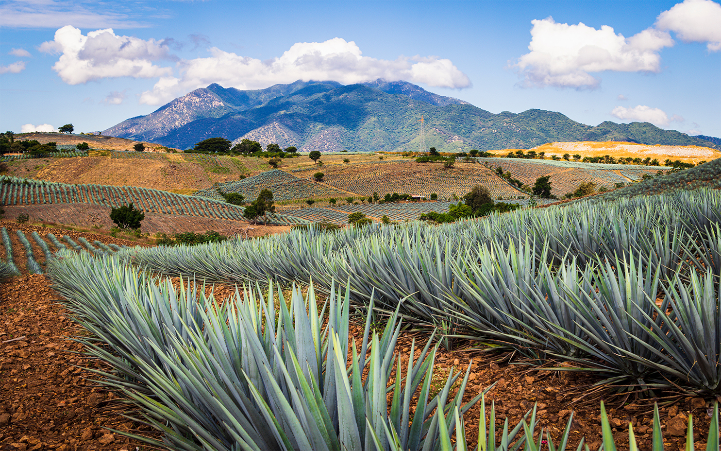 Plantíos de agave en Tequila, México