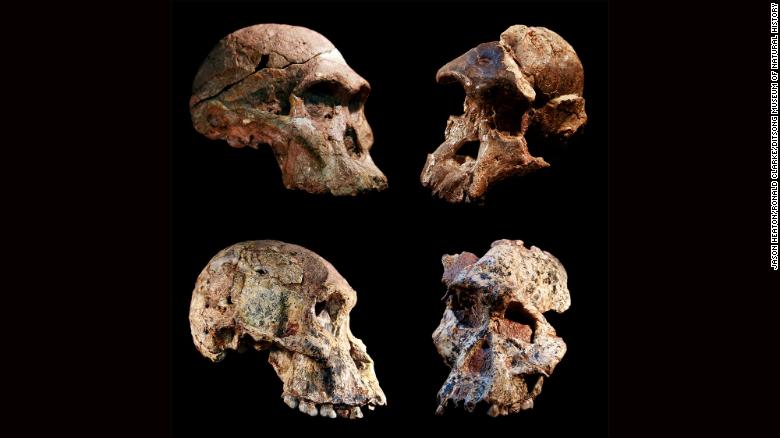 These are four different Australopithecus skulls found in Sterkfontein Caves in South Africa. 