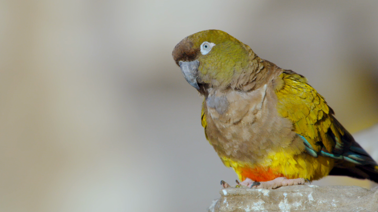 The burrowing parrot has distinctive coloring and lives in Argentina.