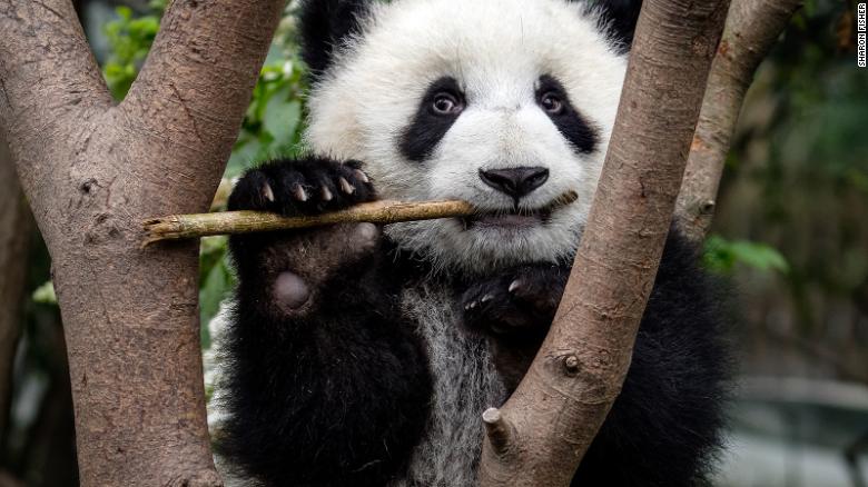 Pandas have six digits to help them grasp bamboo.