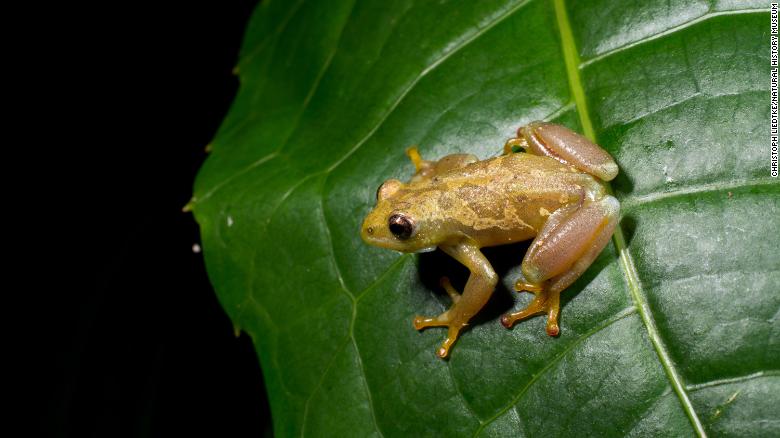 A rare type of silent frog was one of hundreds of newfound species in 2023.