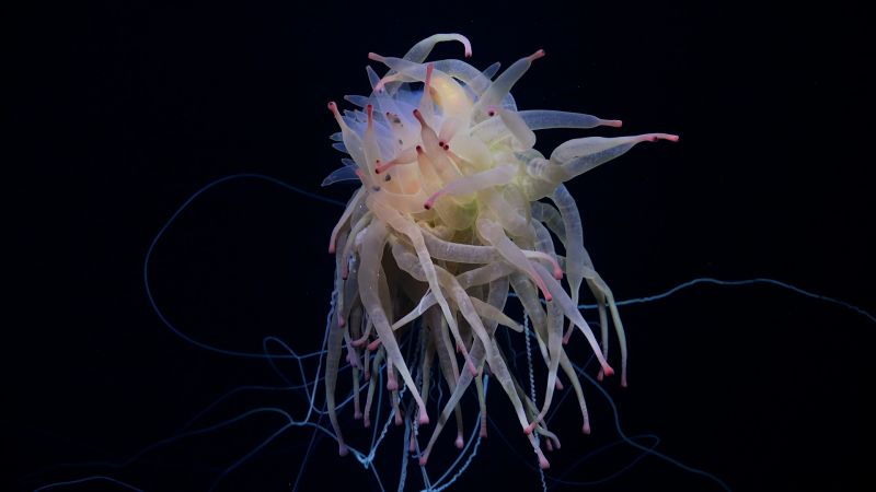 Shown here is a Bathyphysa conifera, commonly known as a flying spaghetti monster.