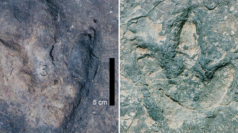 Two dinosaur tracks from the Koum Basin in Cameroon were made 120 million years ago.