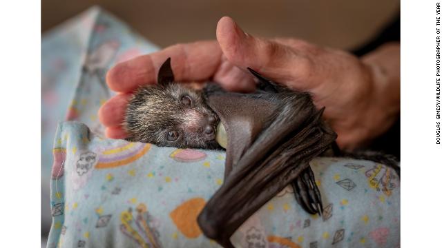 photo from Wildlife Photographer of the Year Awards