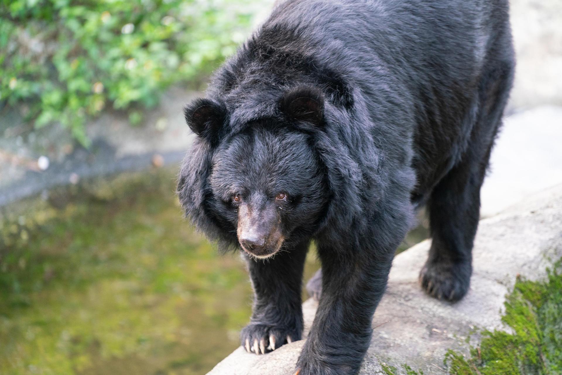 Formosan black bear