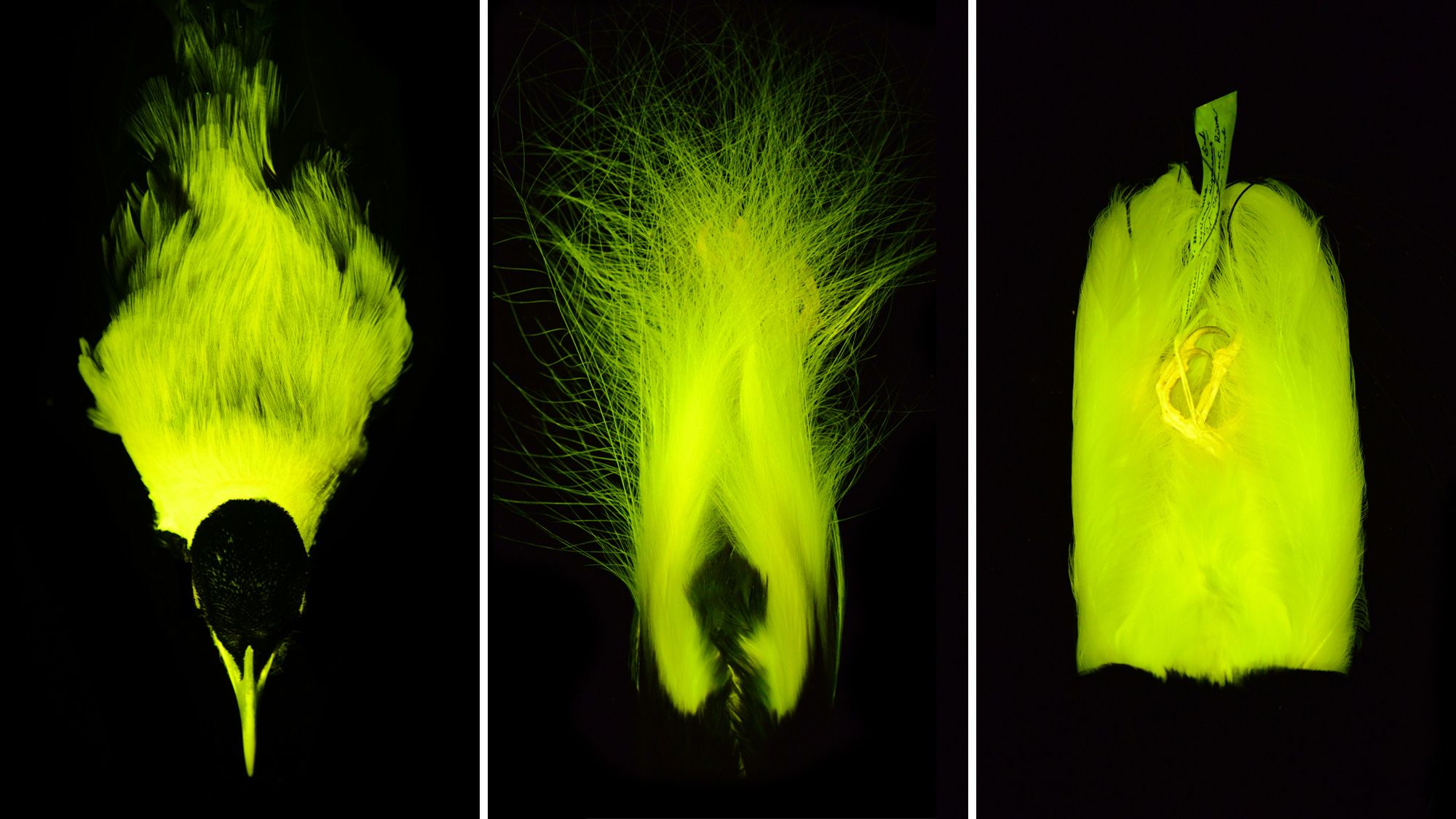 Some species of birds-of-paradise likely use biofluorescence to enhance visual cues during courtship displays. 