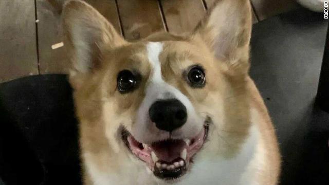 This corgi was killed by health workers in China in the name of Covid prevention, sparking public outrage.