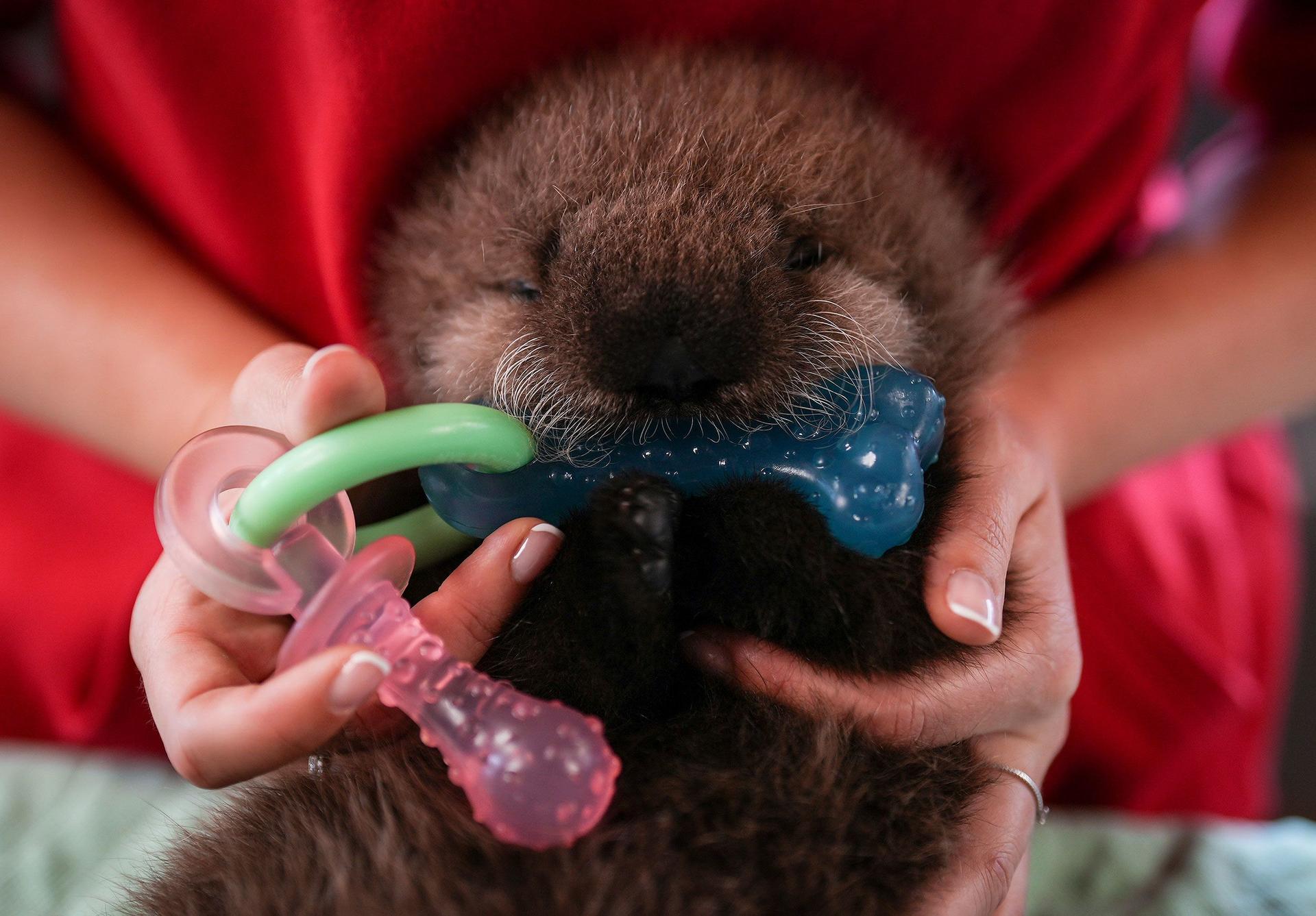 otter teething