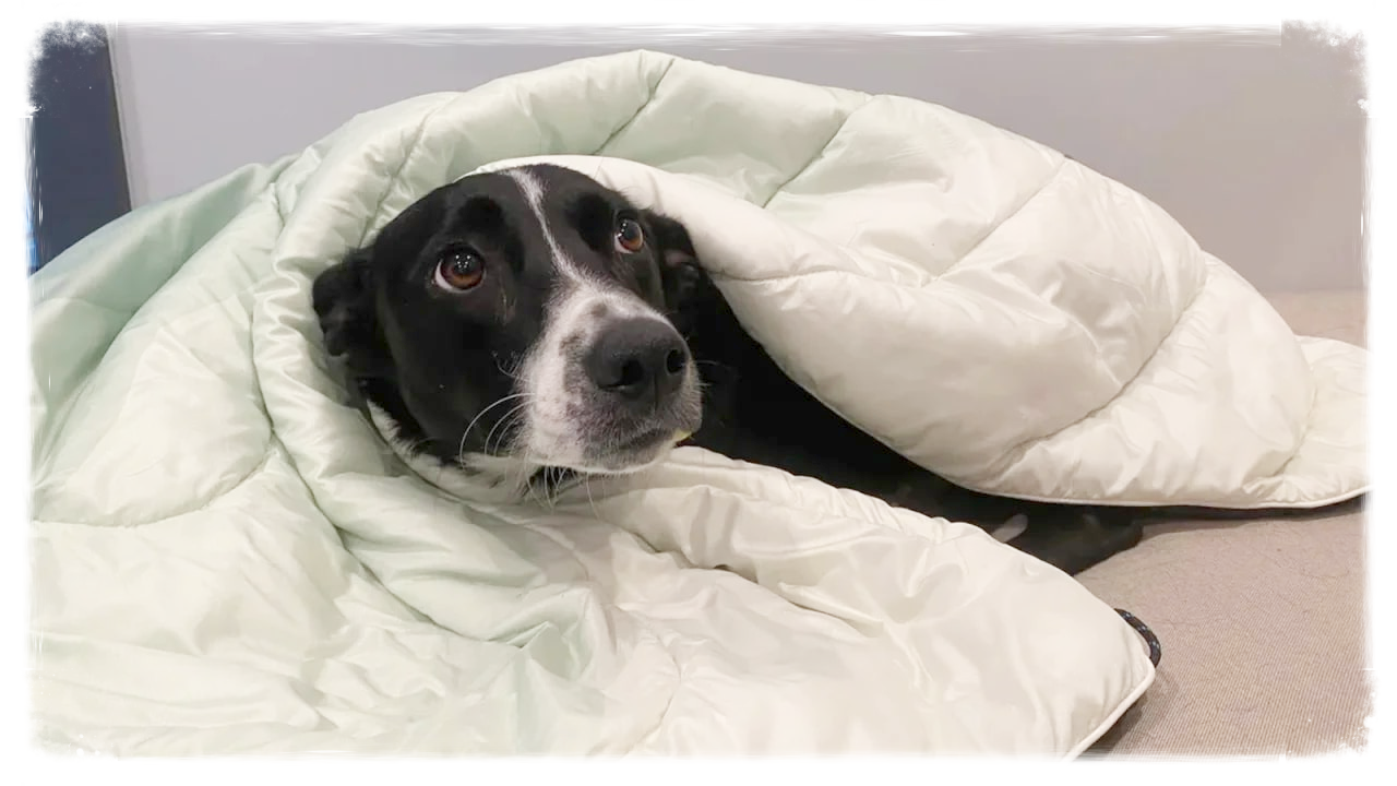 Dog under a blanket