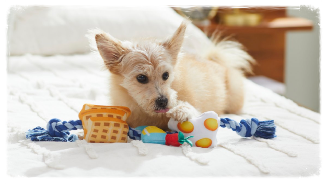 Small white dog on a bed playing with a dog toy