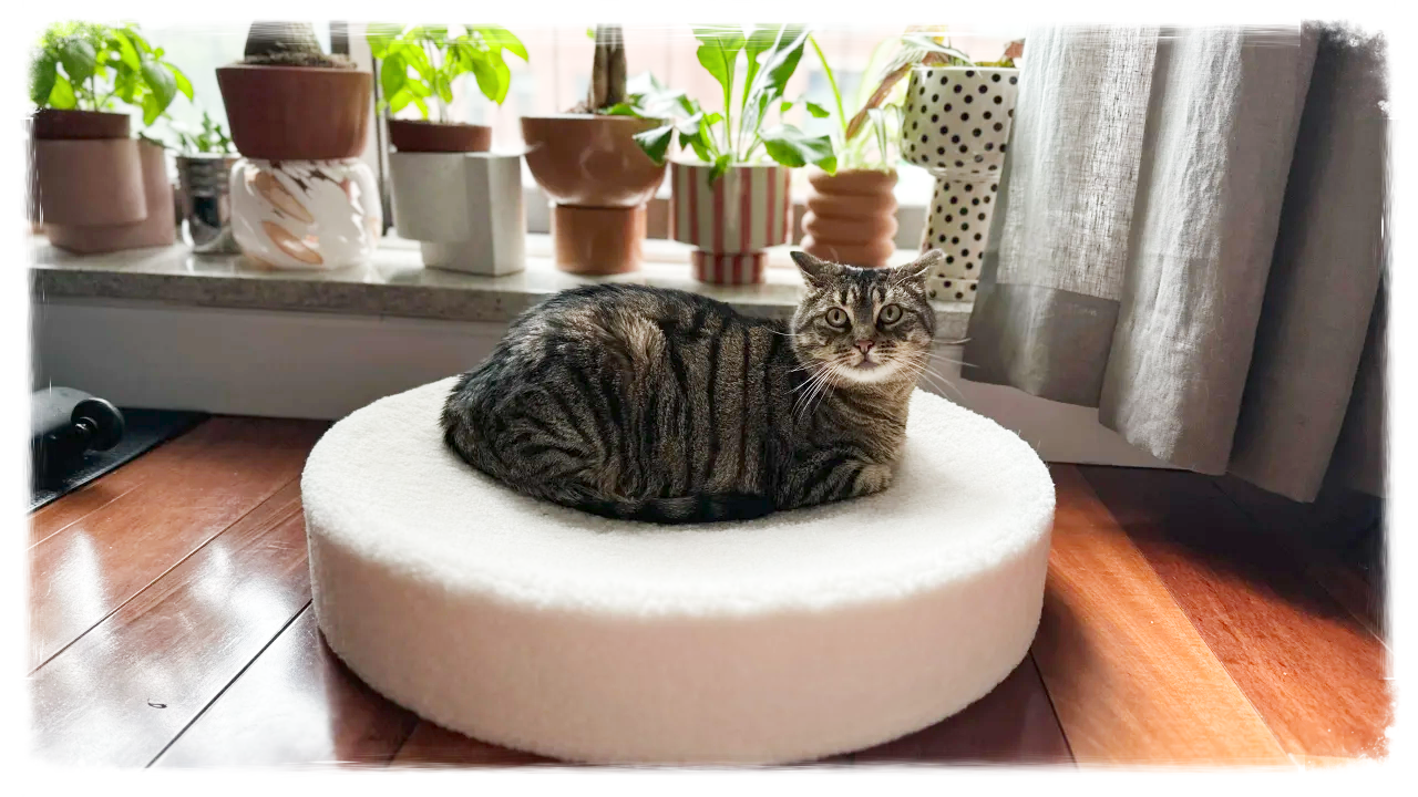 Cat on circular white bed