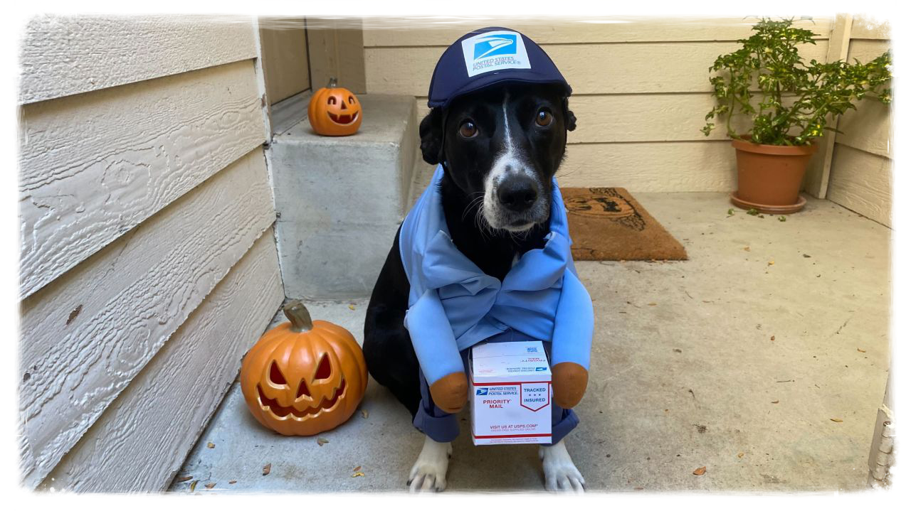 Dog wearing postal worker costume