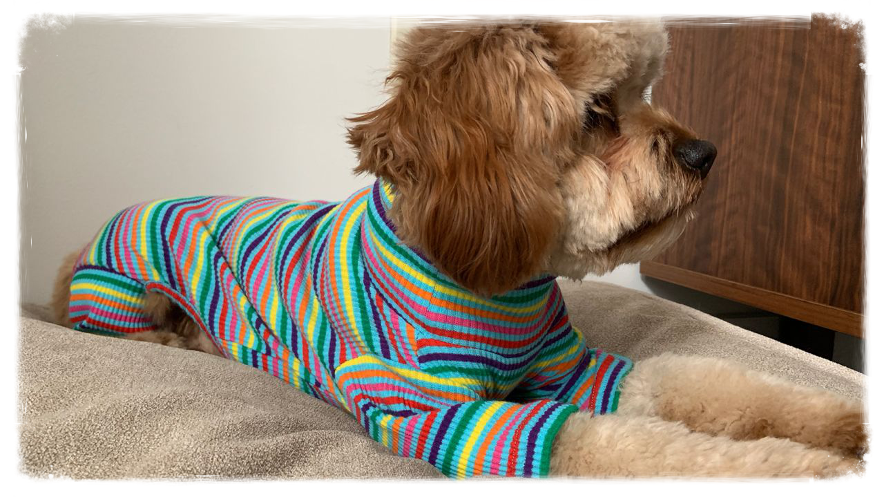 Dog wearing a striped onesie 