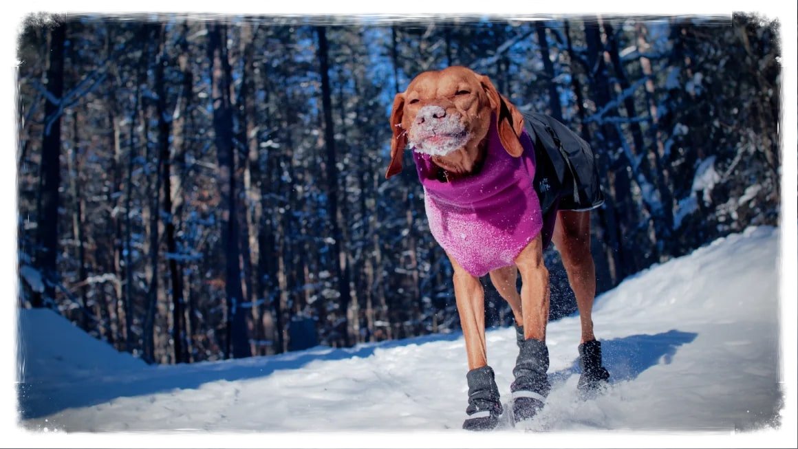 Dog in snow