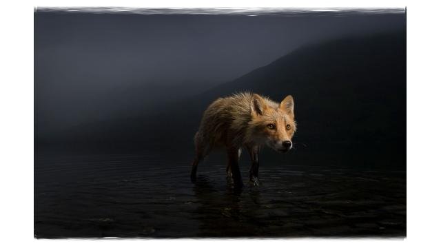 photo from Wildlife Photographer of the Year Awards