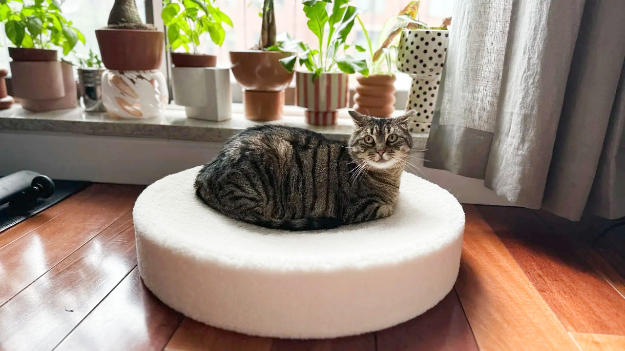 Cat on a round white bed
