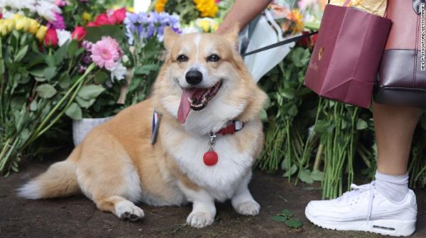 A Corgi is seen at Windsor Castle on September 12, 2022 in Windsor, England.