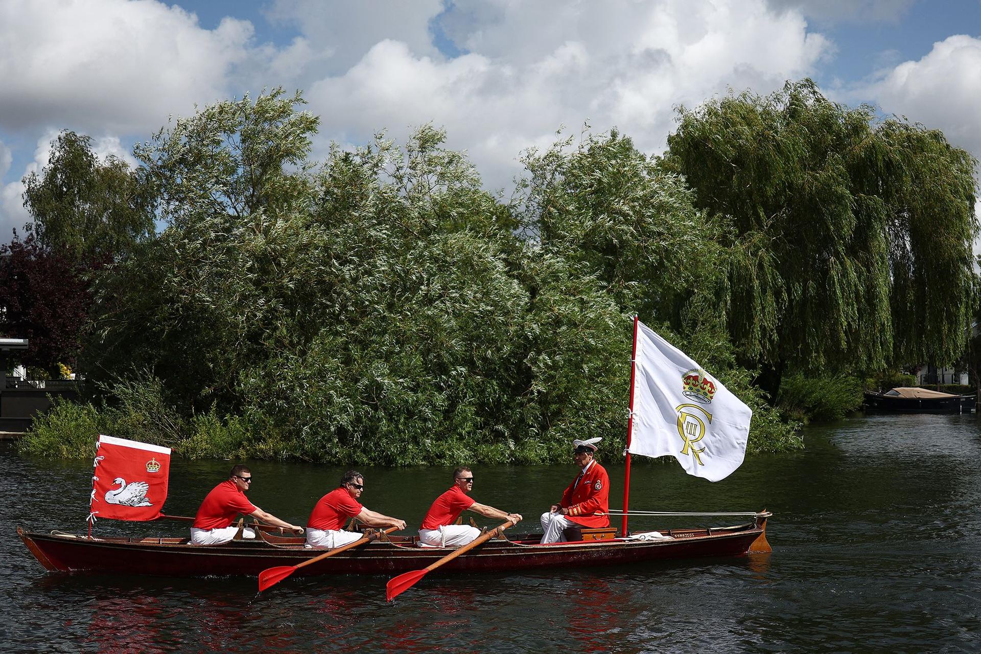 Swan census, pictured last year, will take place July 15-19. 