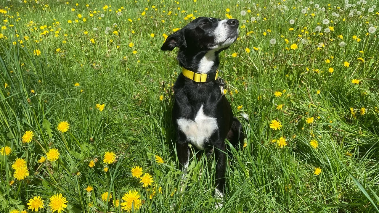 Black and white dog wearing yellow collar