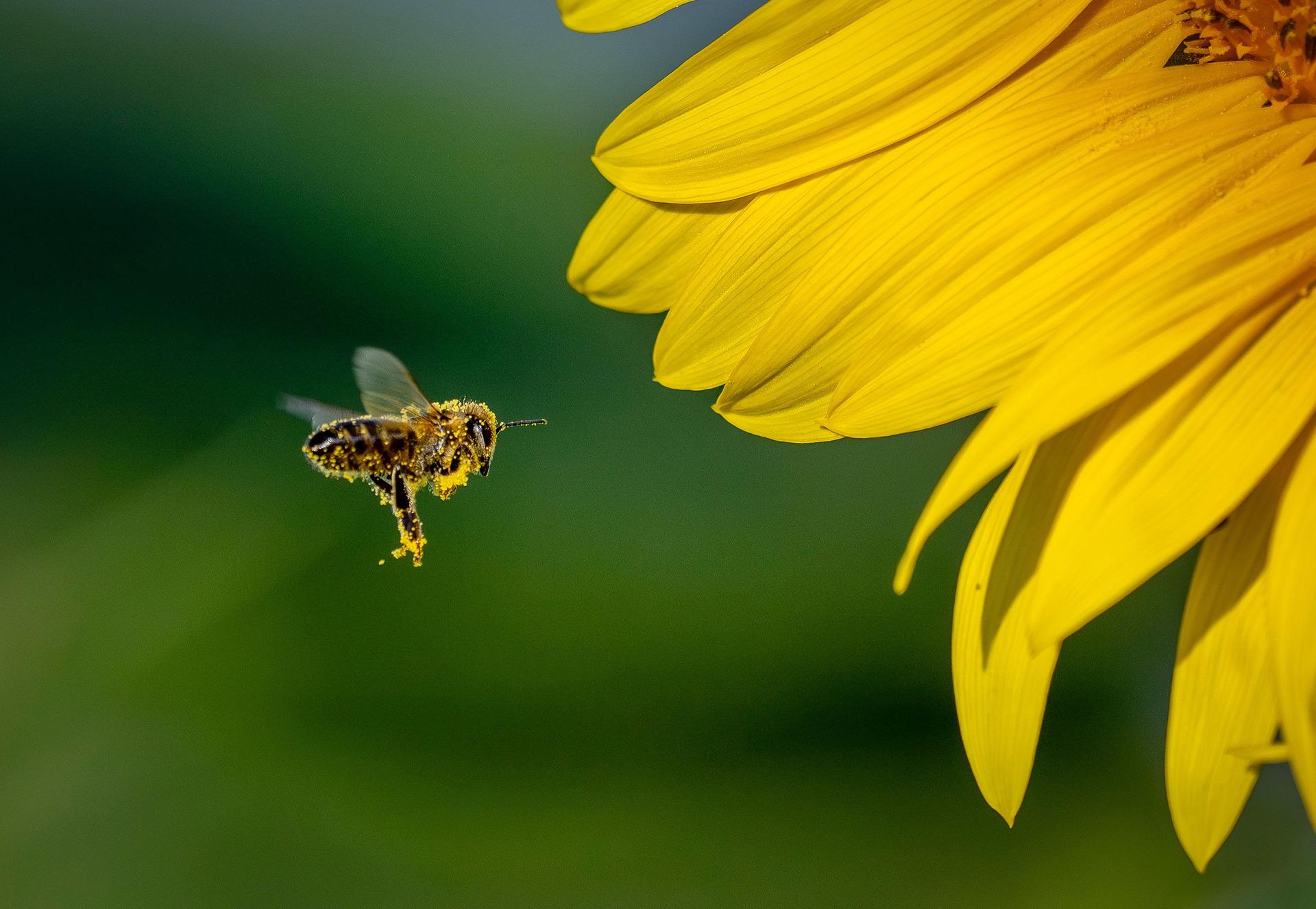 Bee flies to sunflower