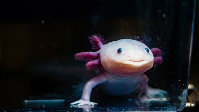 Axolotl