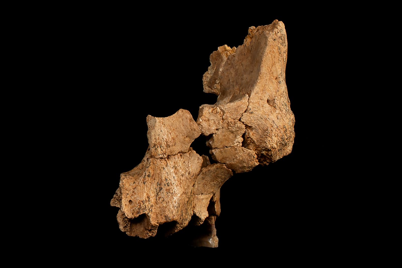 Shown is a fossil of the midface of a mystery hominin recovered at the Sima del Elefante site in the Atapuerca Mountains near Burgos, Spain. 