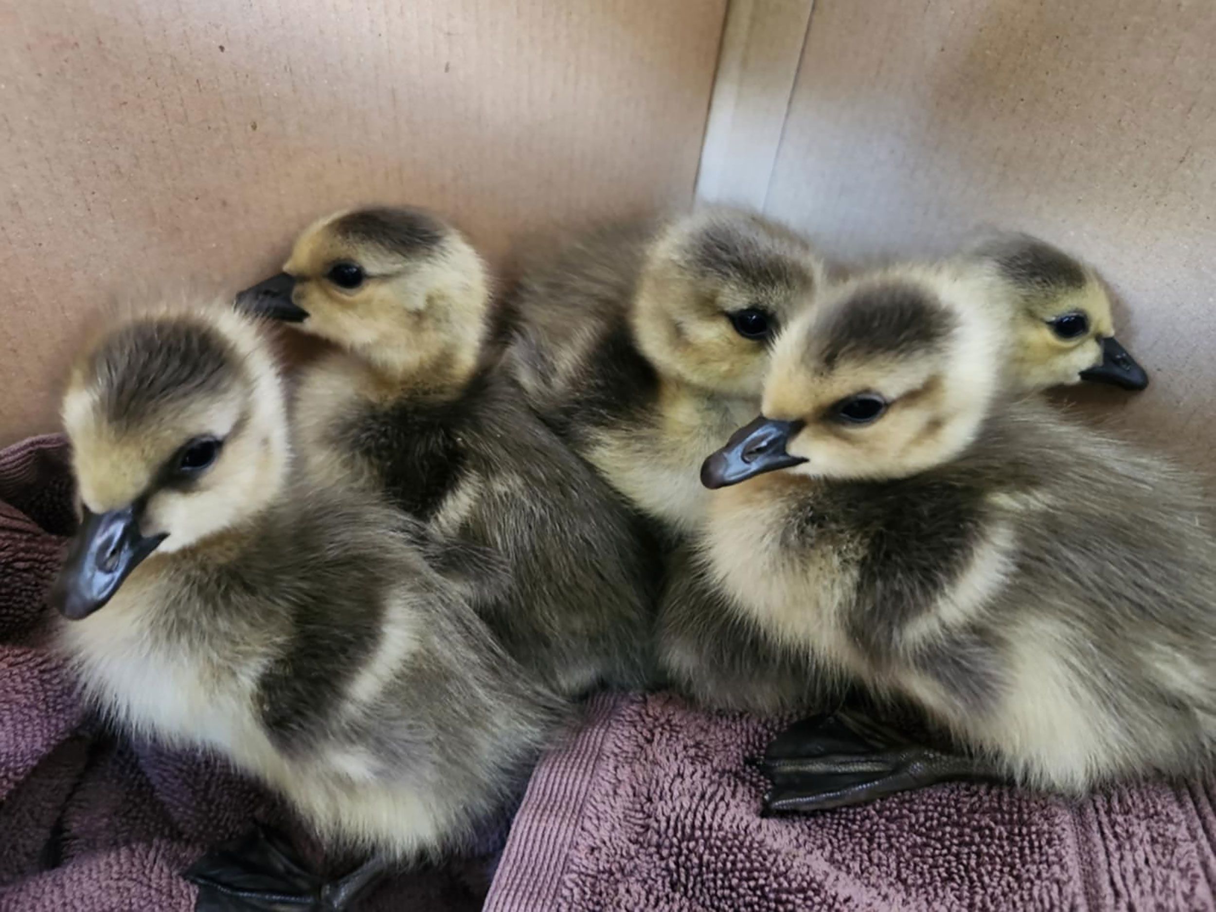 Goslings