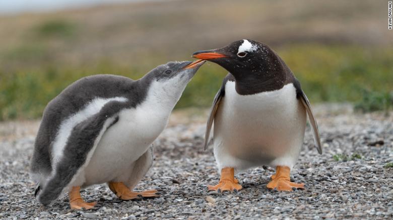 A gentoo penguin chick and an adult reunite after a foraging trip.