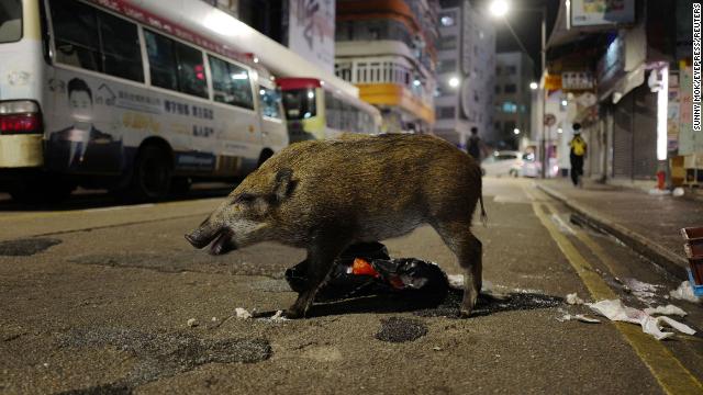 Wild boars eat food baits in a street late night in Hong Kong on Nov 21.